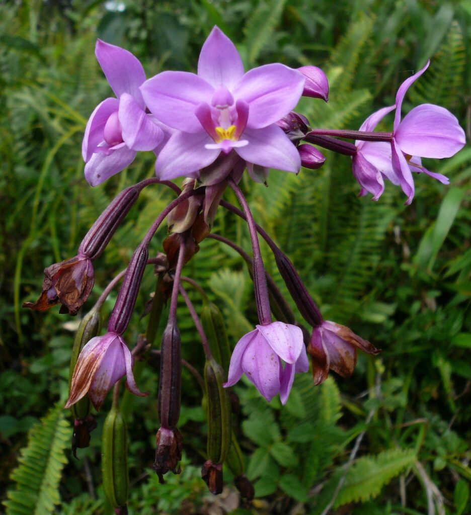 Exploring The Richness Of Orchid Flora In Tropical Rainforests