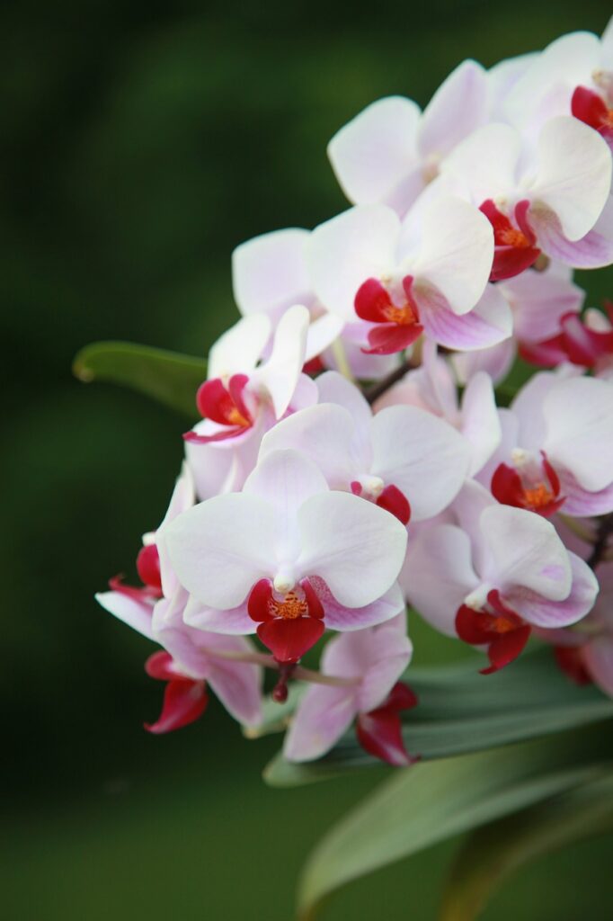 Exploring The Richness Of Orchid Flora In Tropical Rainforests