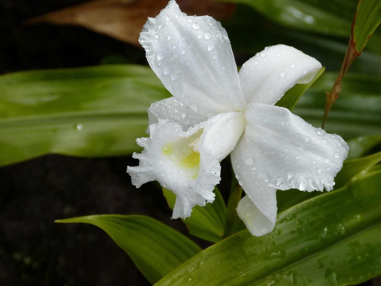 Exploring The Richness Of Orchid Flora In Tropical Rainforests