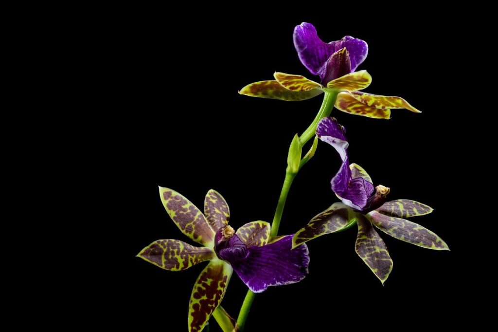 Orchid Species  Hybrids