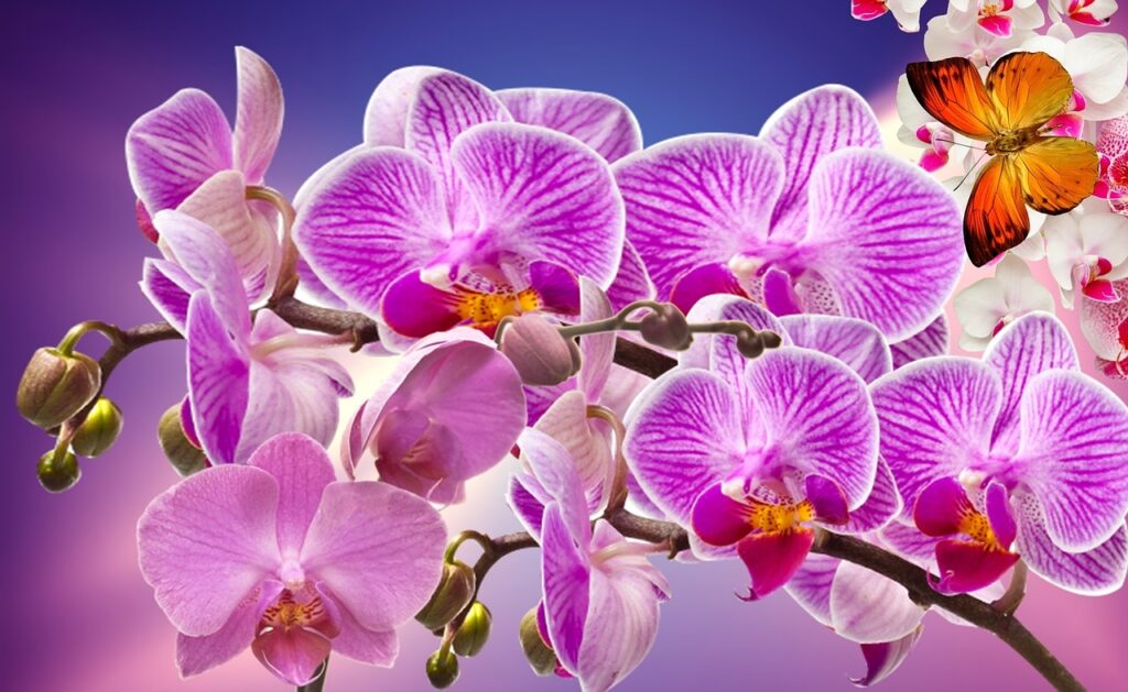 The Best Orchid Gardens Around The World